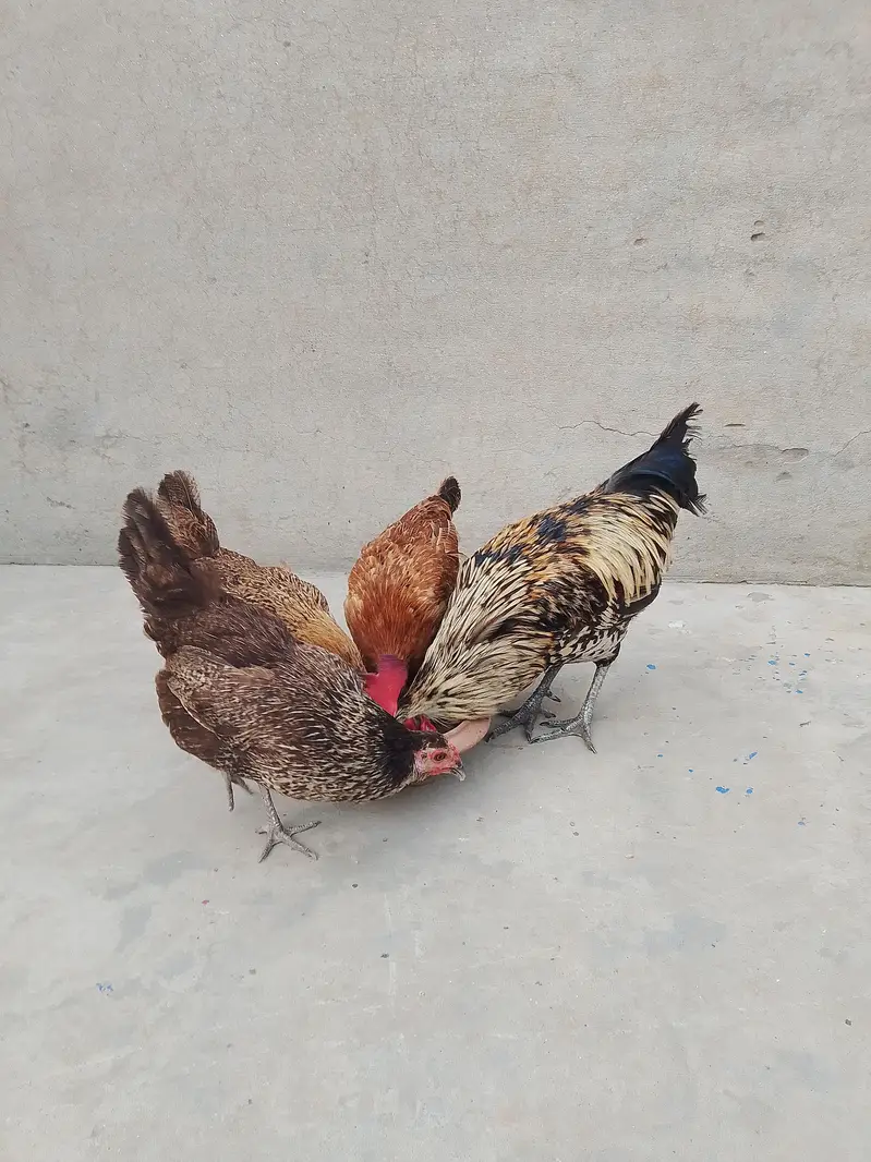 Egg Laying Golden Misri Set 3 Hen 1 Rooster. — photo 2