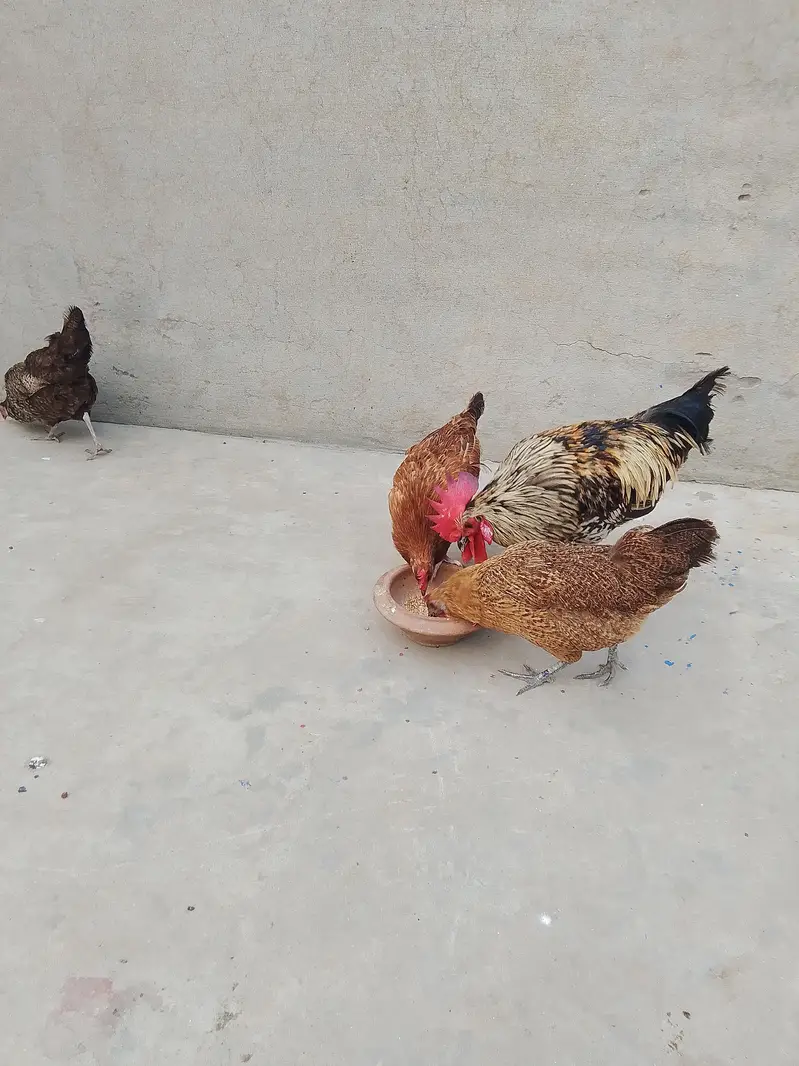 Egg Laying Golden Misri Set 3 Hen 1 Rooster. — photo 3