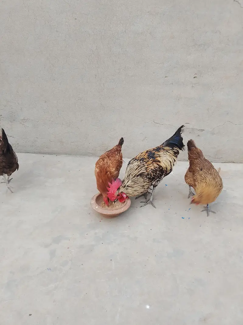 Egg Laying Golden Misri Set 3 Hen 1 Rooster. — photo 4
