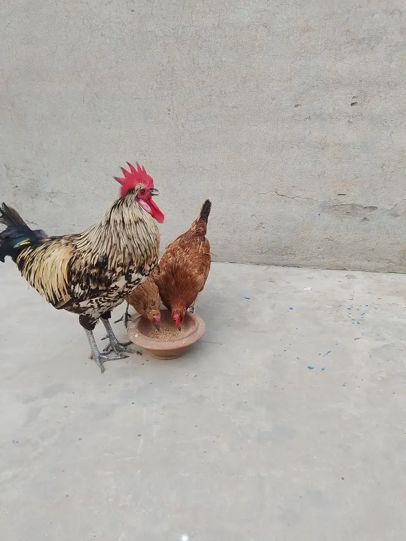 Egg Laying Golden Misri Set 3 Hen 1 Rooster. — photo 5