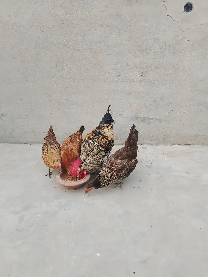 Egg Laying Golden Misri Set 3 Hen 1 Rooster. — photo 6