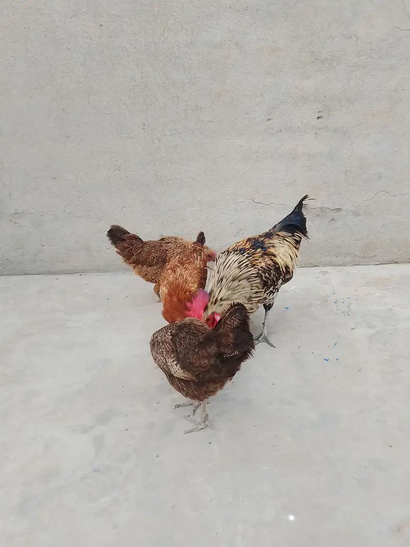 Egg Laying Golden Misri Set 3 Hen 1 Rooster. — photo 7