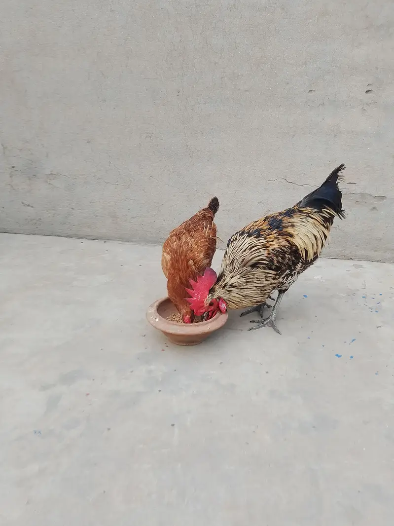 Egg Laying Golden Misri Set 3 Hen 1 Rooster. — photo 8