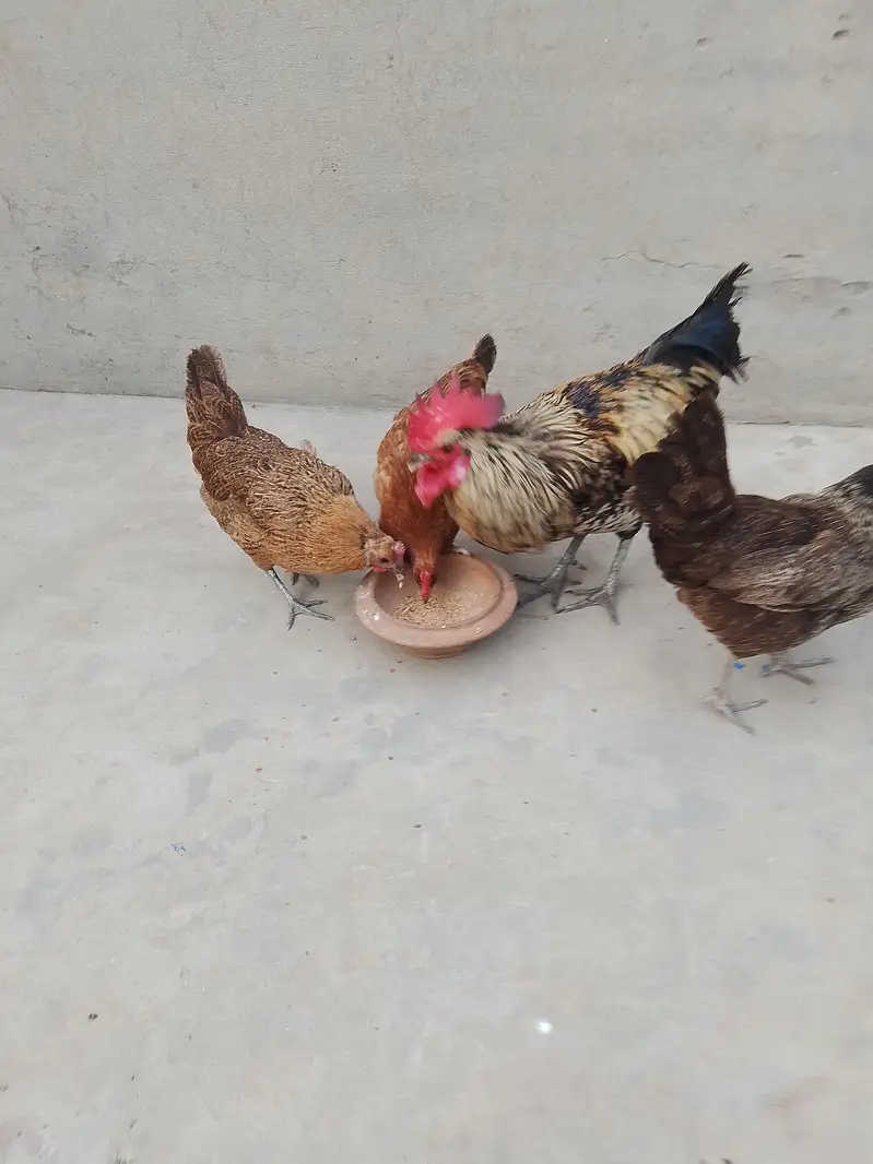 Egg Laying Golden Misri Set 3 Hen 1 Rooster. — photo 9