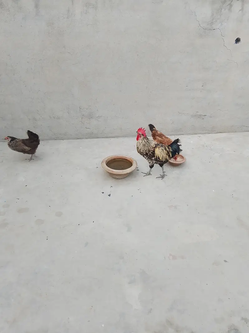 Egg Laying Golden Misri Set 3 Hen 1 Rooster. — photo 10