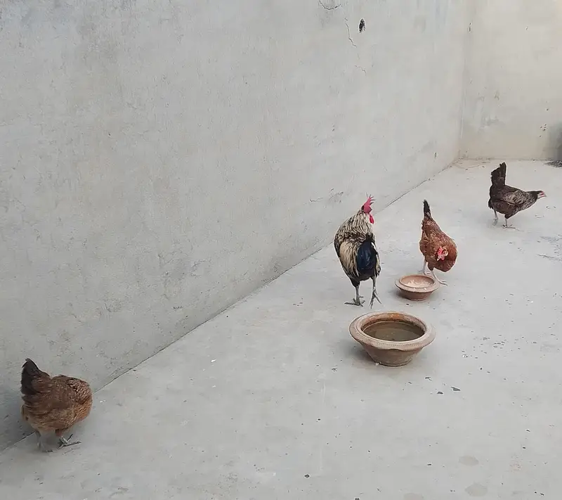 Egg Laying Golden Misri Set 3 Hen 1 Rooster. — photo 11