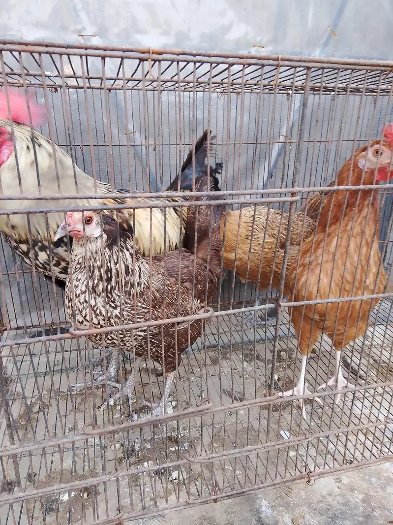 Egg Laying Golden Misri Set 3 Hen 1 Rooster. — photo 12