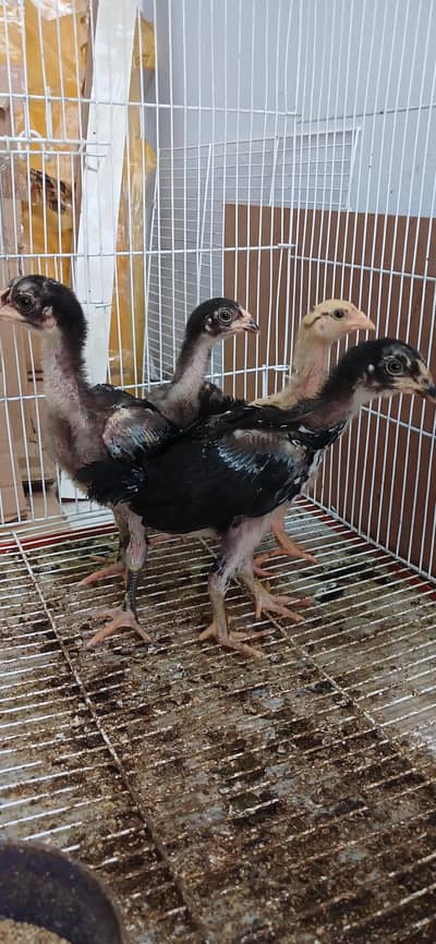 Aseel mianwali chicks