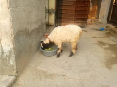 Male for sale