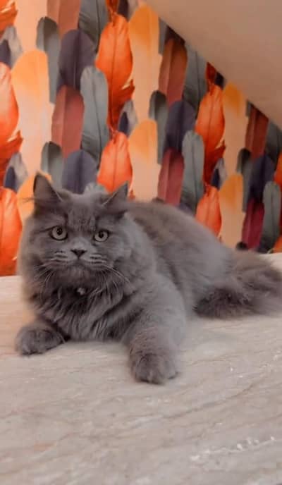 Black Persian male kitten