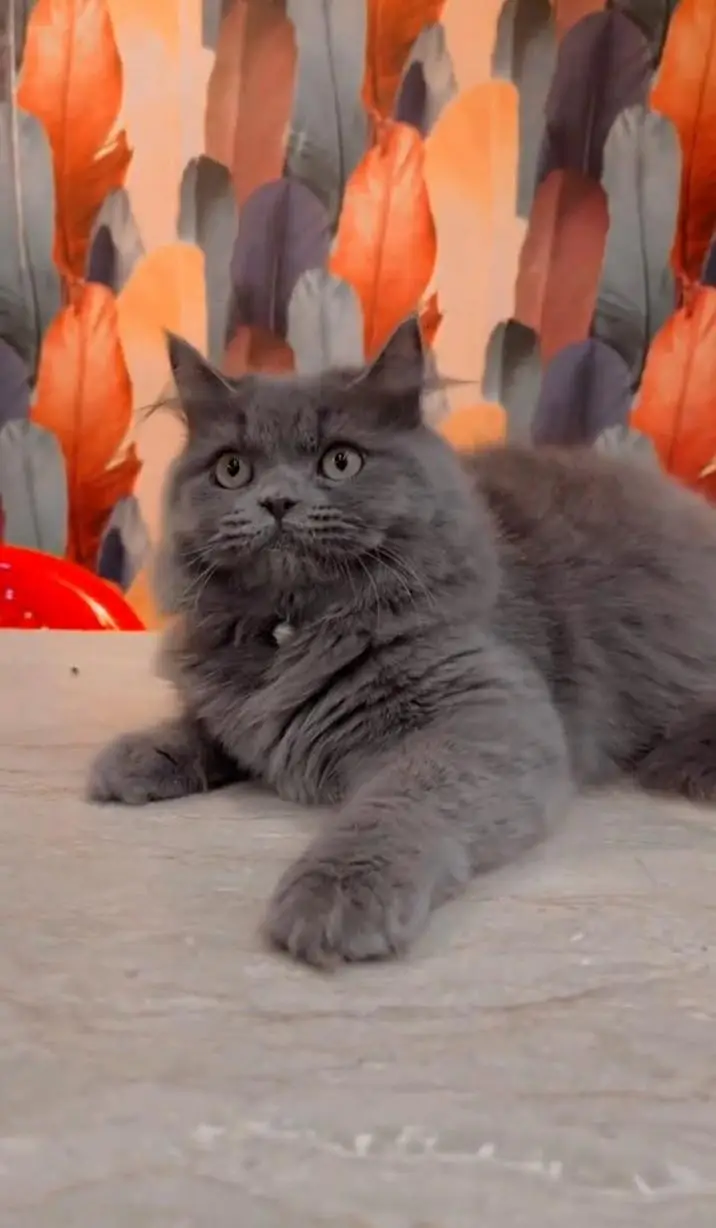 Black Persian male kitten — photo 2