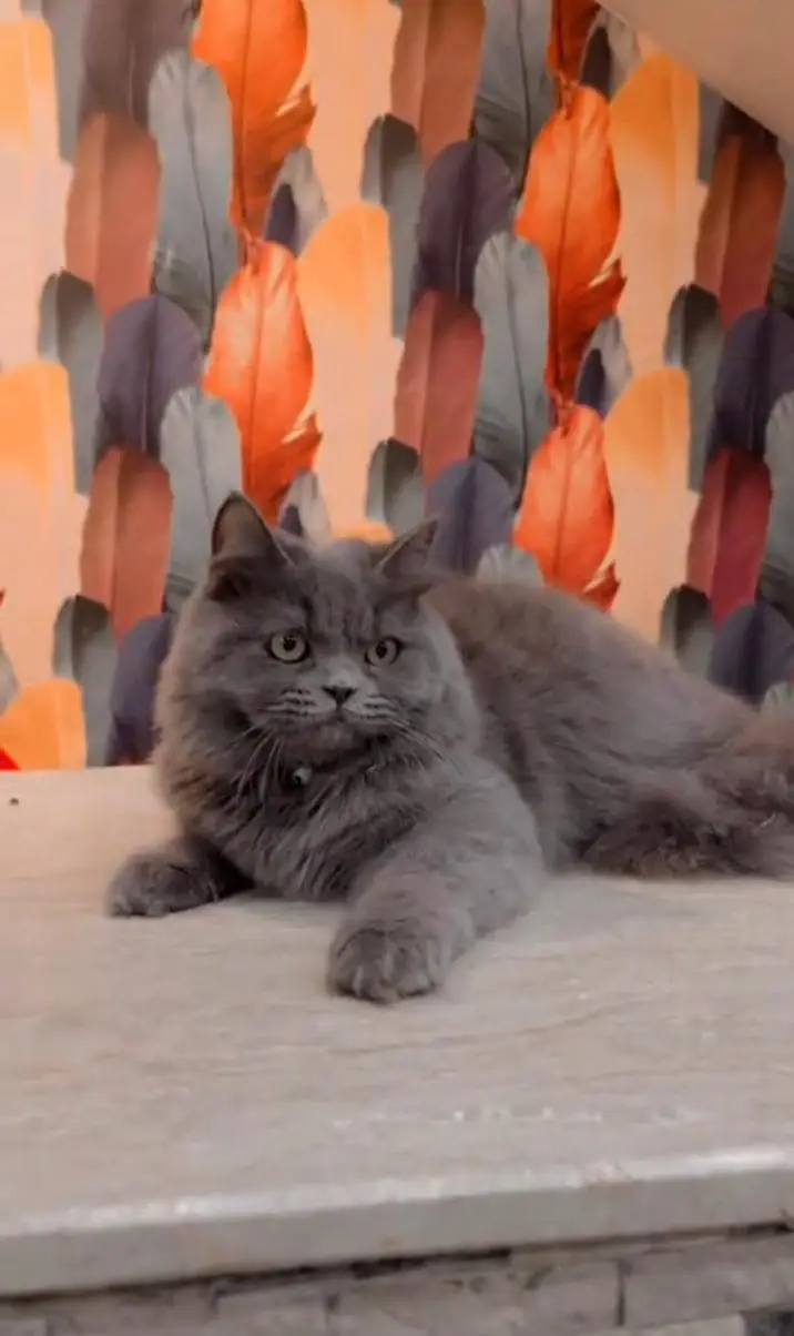 Black Persian male kitten — photo 3