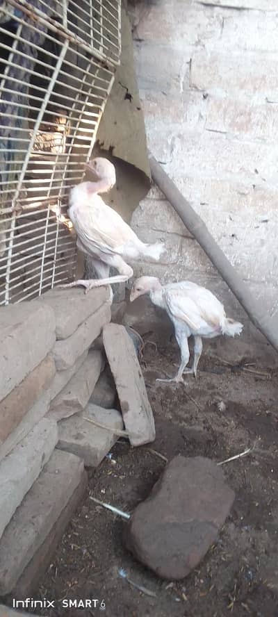 aseel chicks