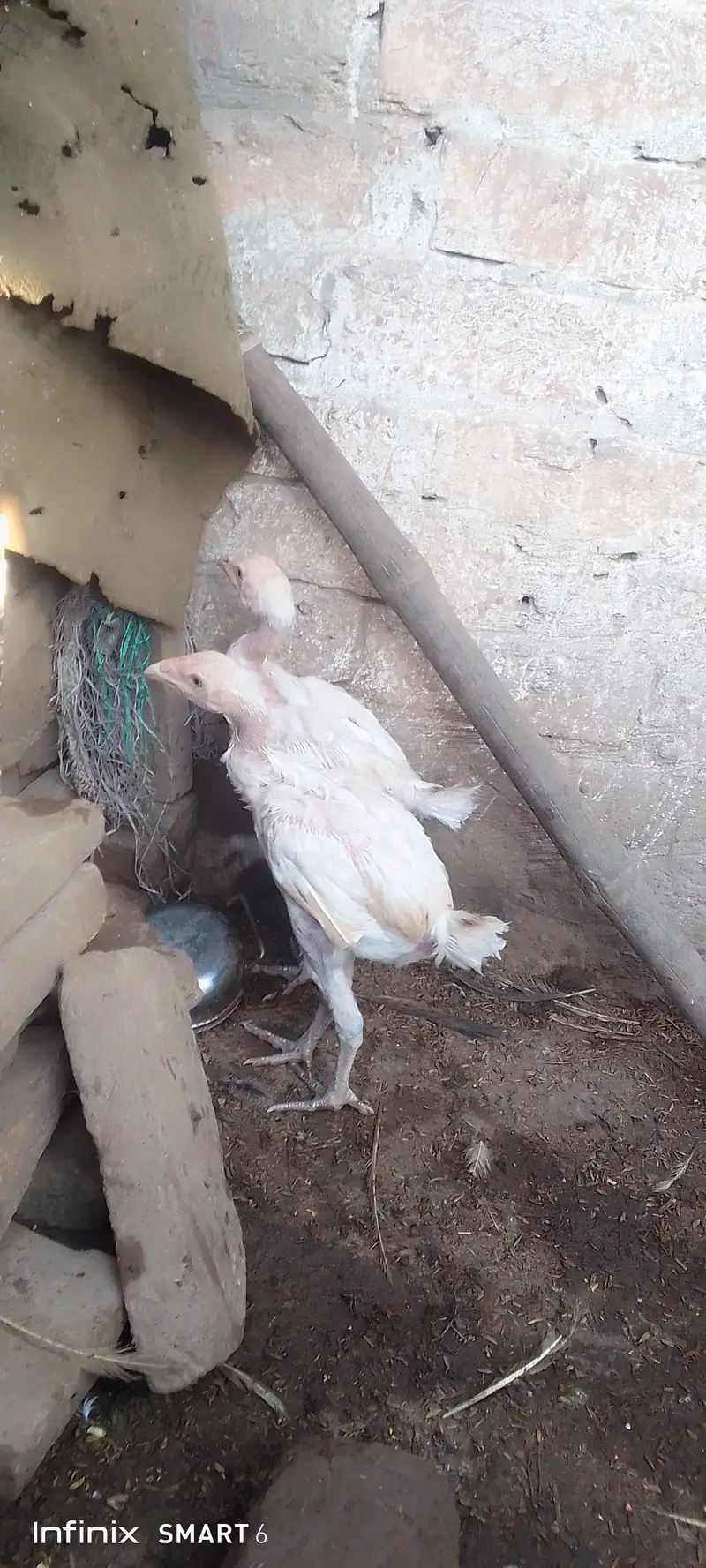 aseel chicks — photo 2
