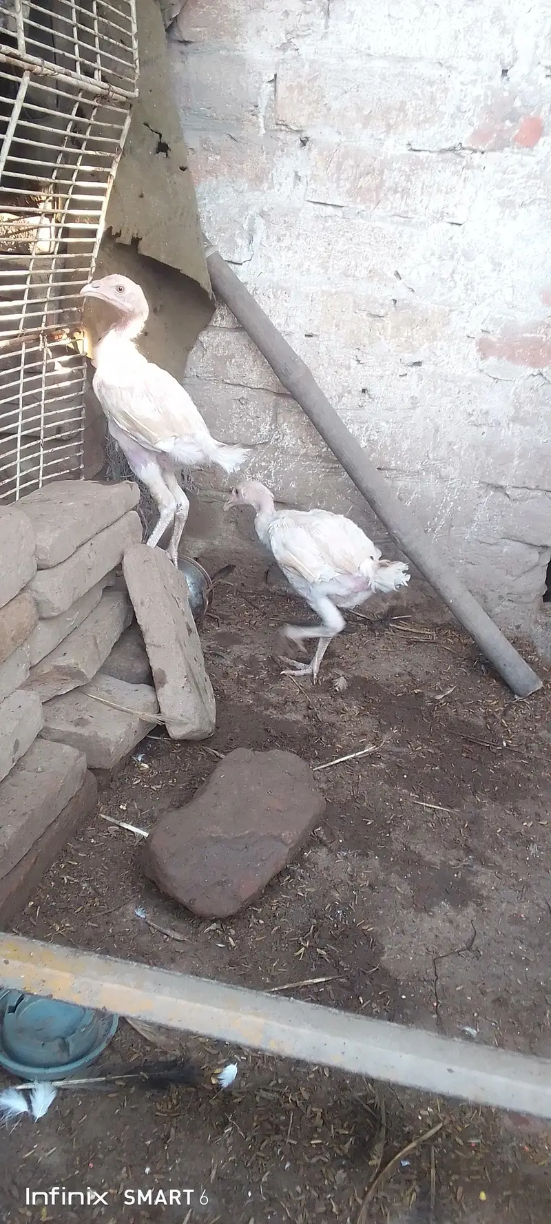 aseel chicks — photo 3