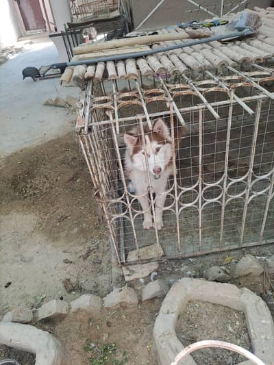 for sale