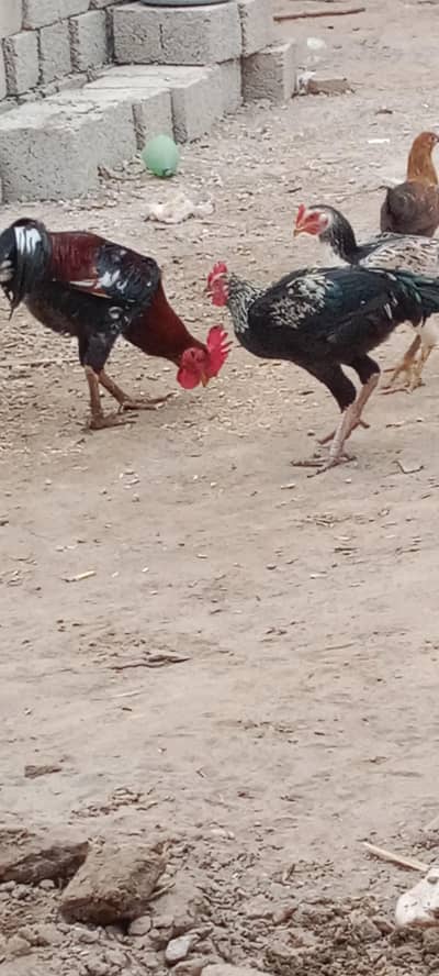 Ma Sha Allah Ghar k fresh janwer for sale