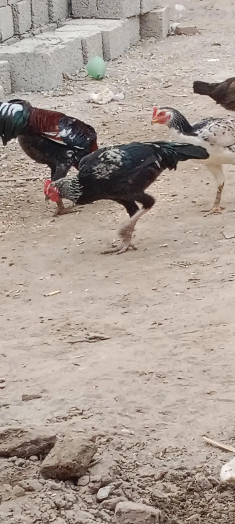 Ma Sha Allah Ghar k fresh janwer for sale 03144317210 — photo 2