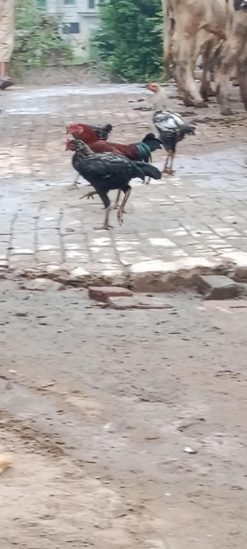 Ma Sha Allah Ghar k fresh janwer for sale 03144317210 — photo 3