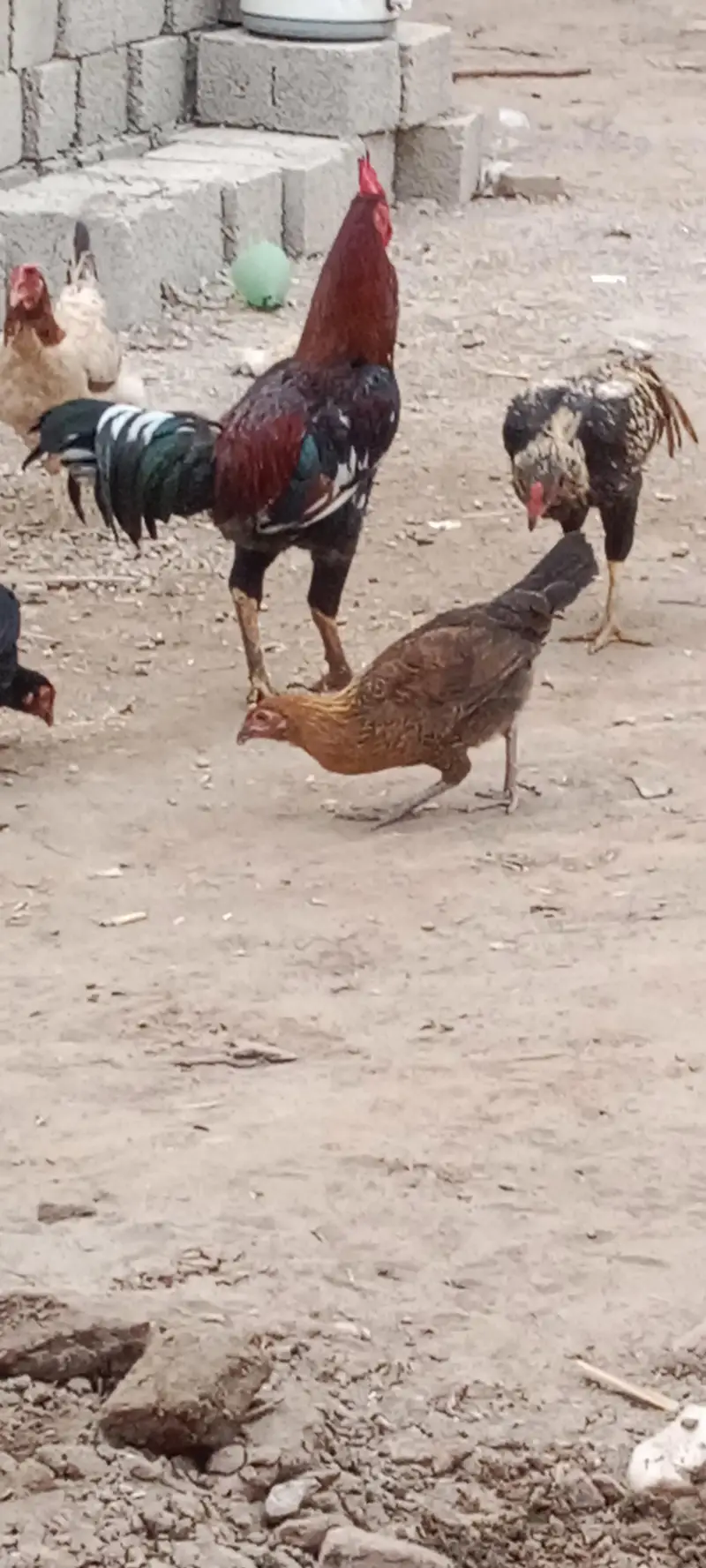 Ma Sha Allah Ghar k fresh janwer for sale 03144317210 — photo 4