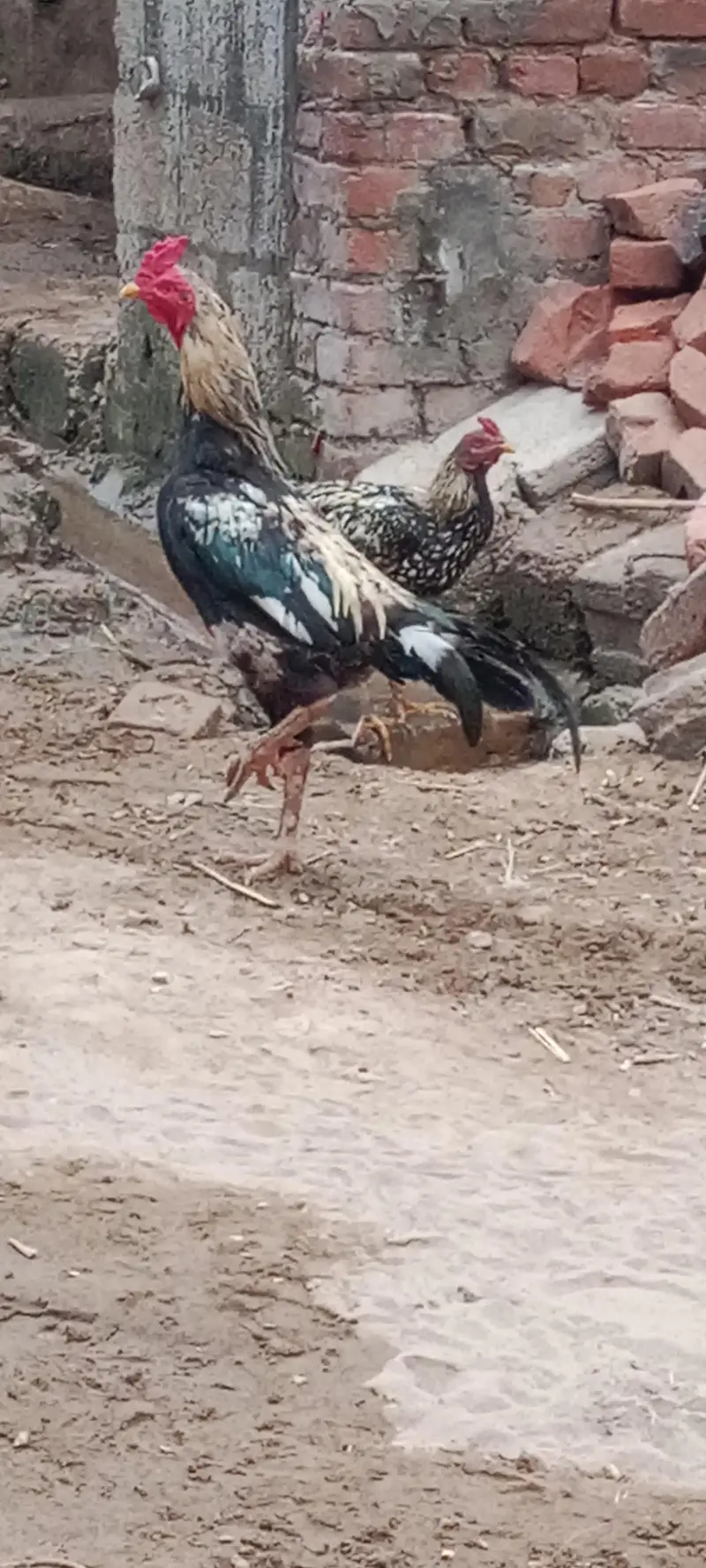 Ma Sha Allah Ghar k fresh janwer for sale 03144317210 — photo 5
