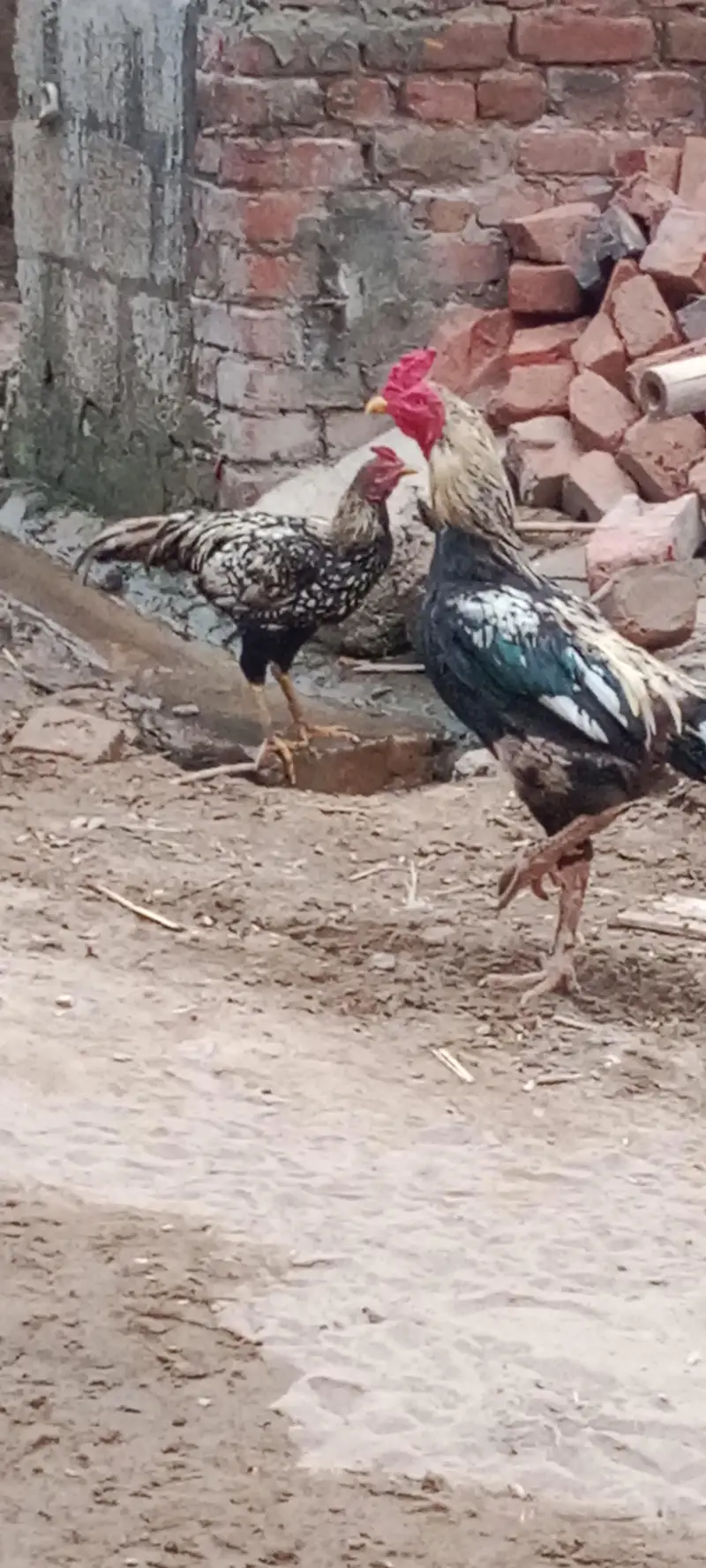 Ma Sha Allah Ghar k fresh janwer for sale 03144317210 — photo 6