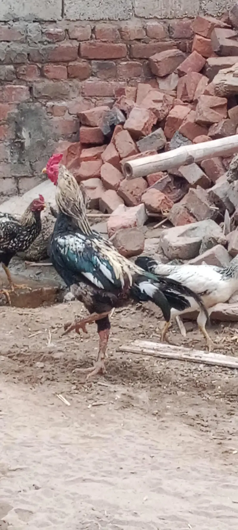 Ma Sha Allah Ghar k fresh janwer for sale 03144317210 — photo 7