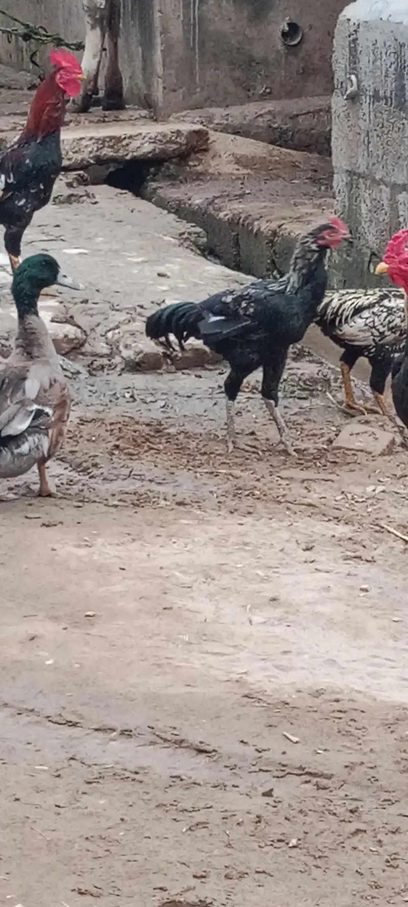 Ma Sha Allah Ghar k fresh janwer for sale 03144317210 — photo 8