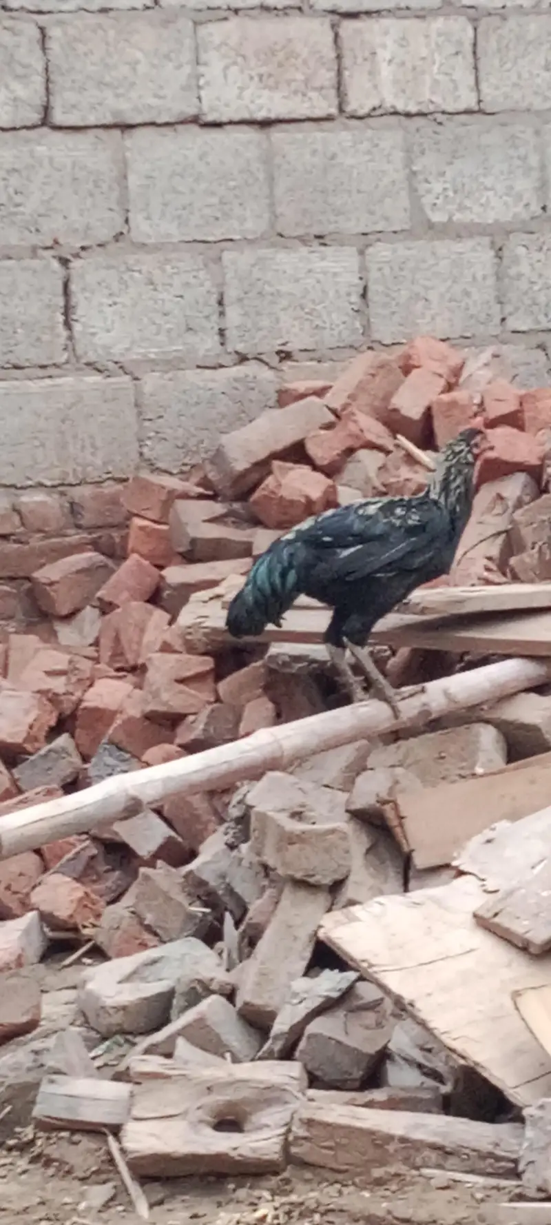 Ma Sha Allah Ghar k fresh janwer for sale 03144317210 — photo 9