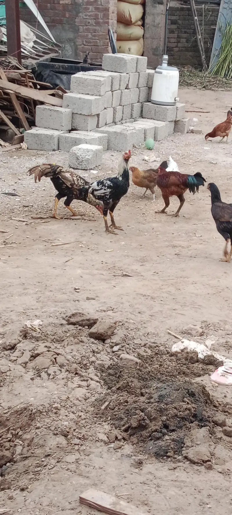 Ma Sha Allah Ghar k fresh janwer for sale 03144317210 — photo 10