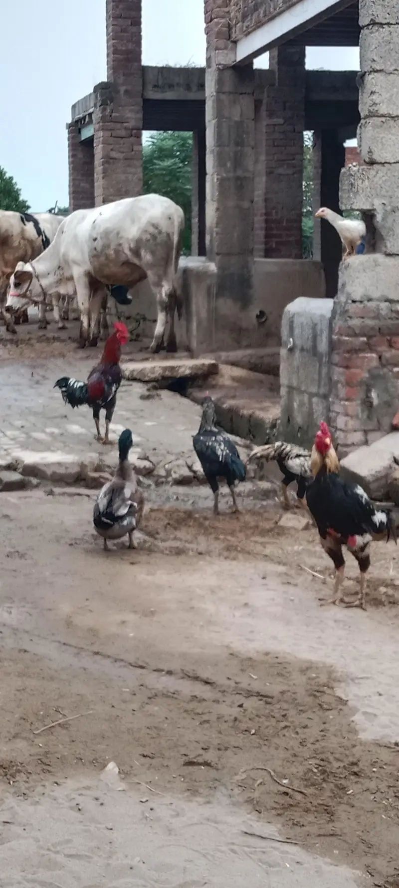 Ma Sha Allah Ghar k fresh janwer for sale 03144317210 — photo 12
