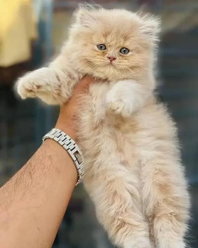 cash on deliveryparshion kitten cat male and female British