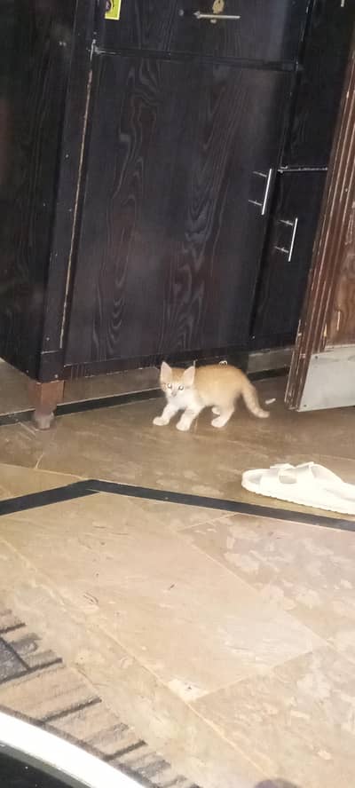 3 kitten sale