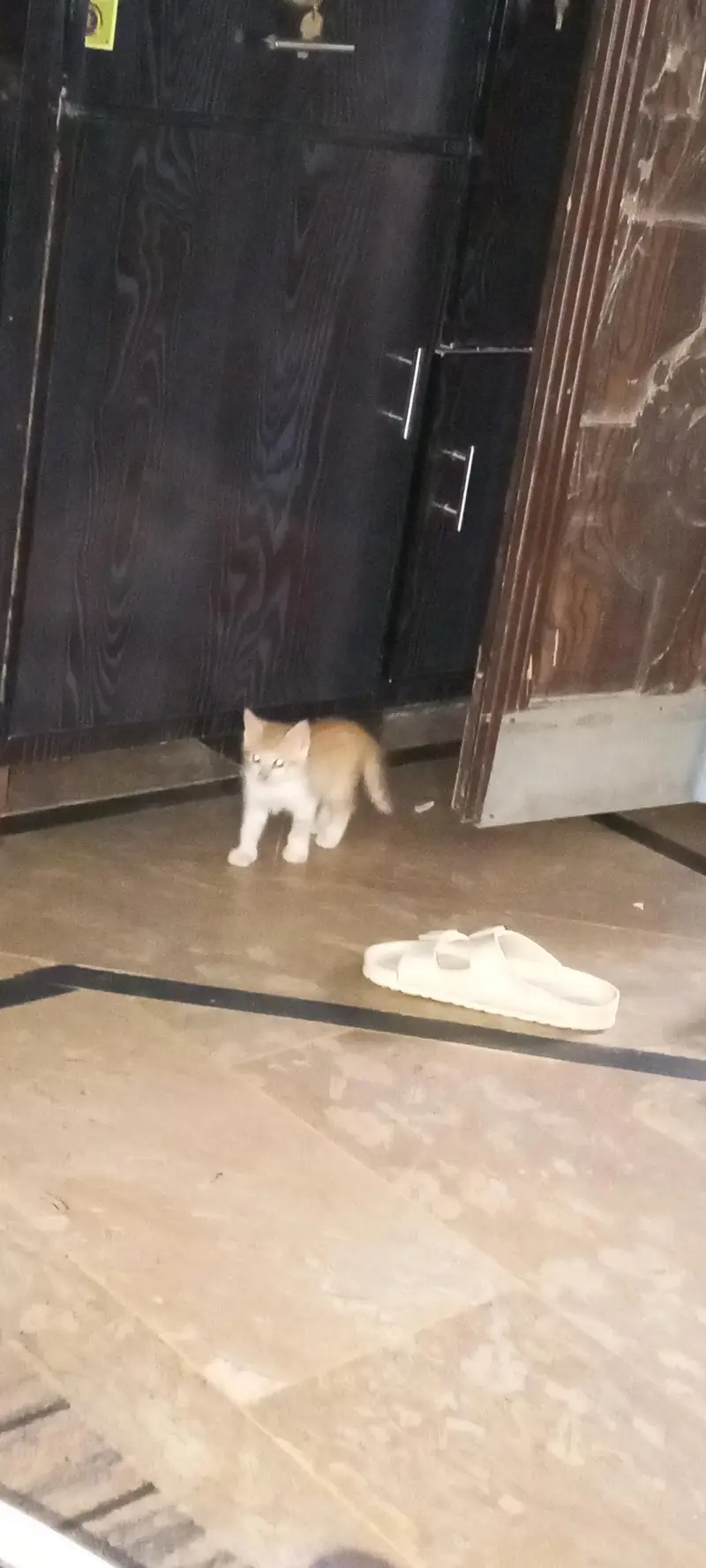 3 kitten sale — photo 2