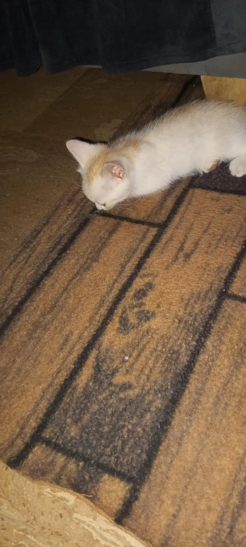 3 kitten sale — photo 3