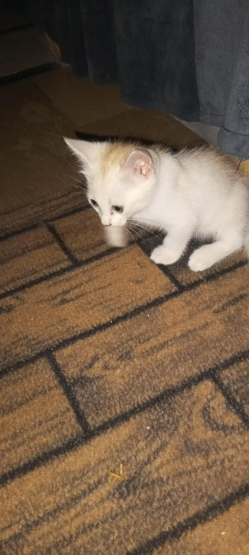 3 kitten sale — photo 4