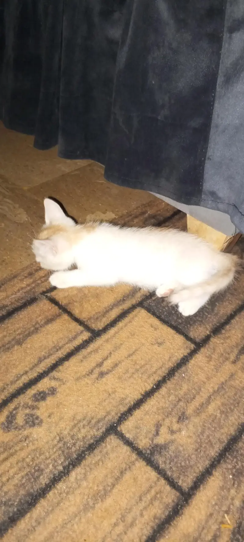 3 kitten sale — photo 5