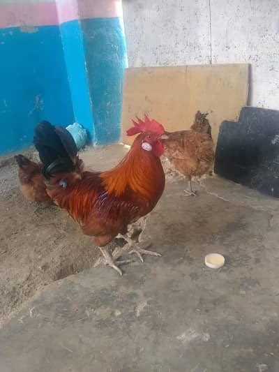 Hens 3 Pic