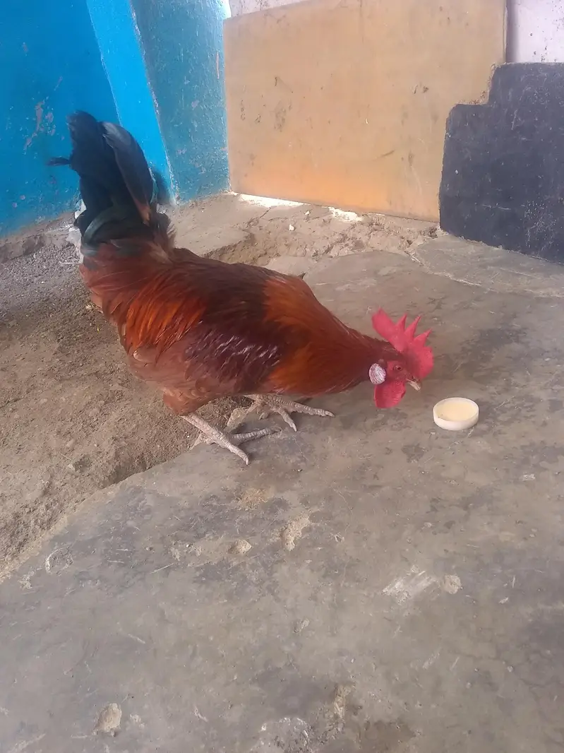 Hens 3 Pic — photo 2