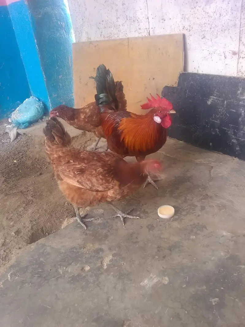 Hens 3 Pic — photo 3