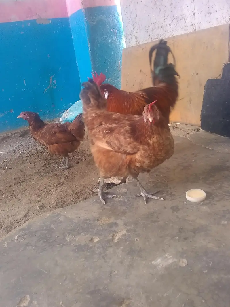 Hens 3 Pic — photo 4