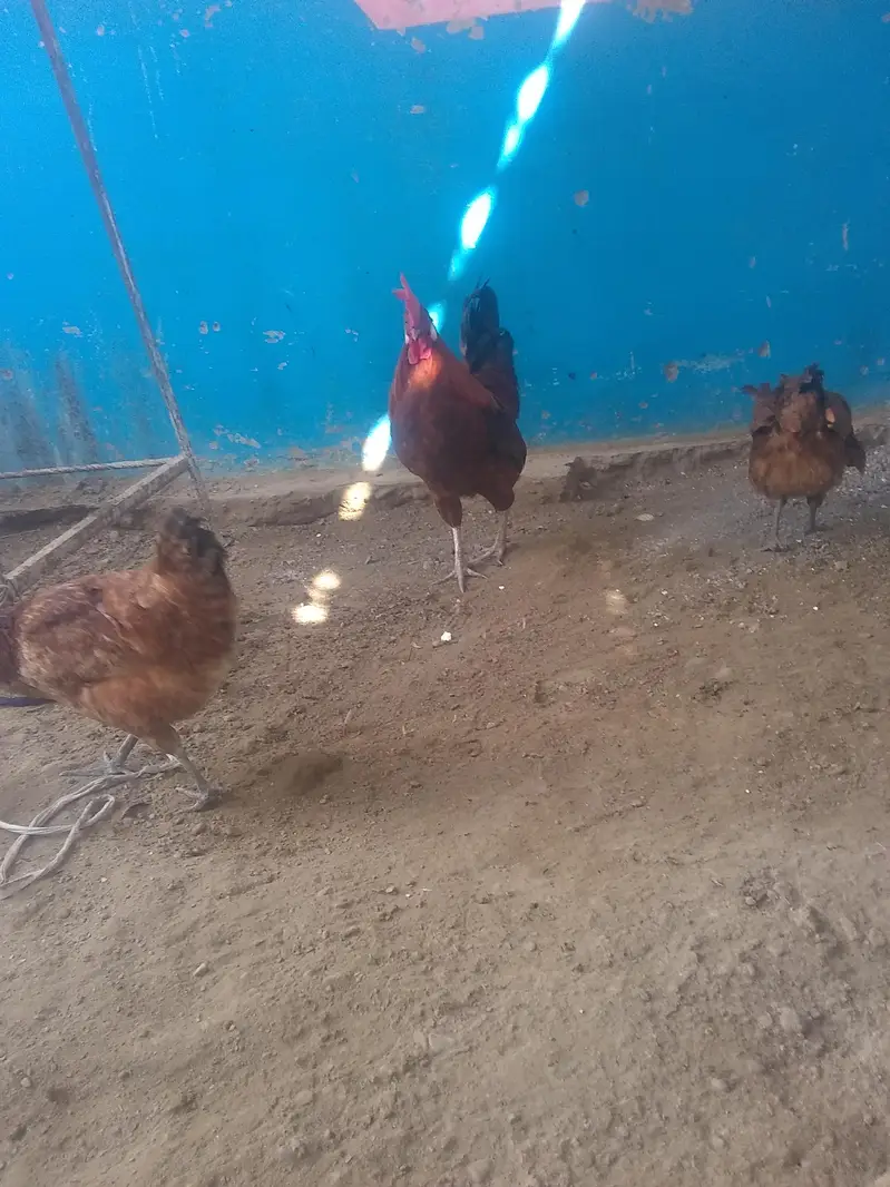Hens 3 Pic — photo 5