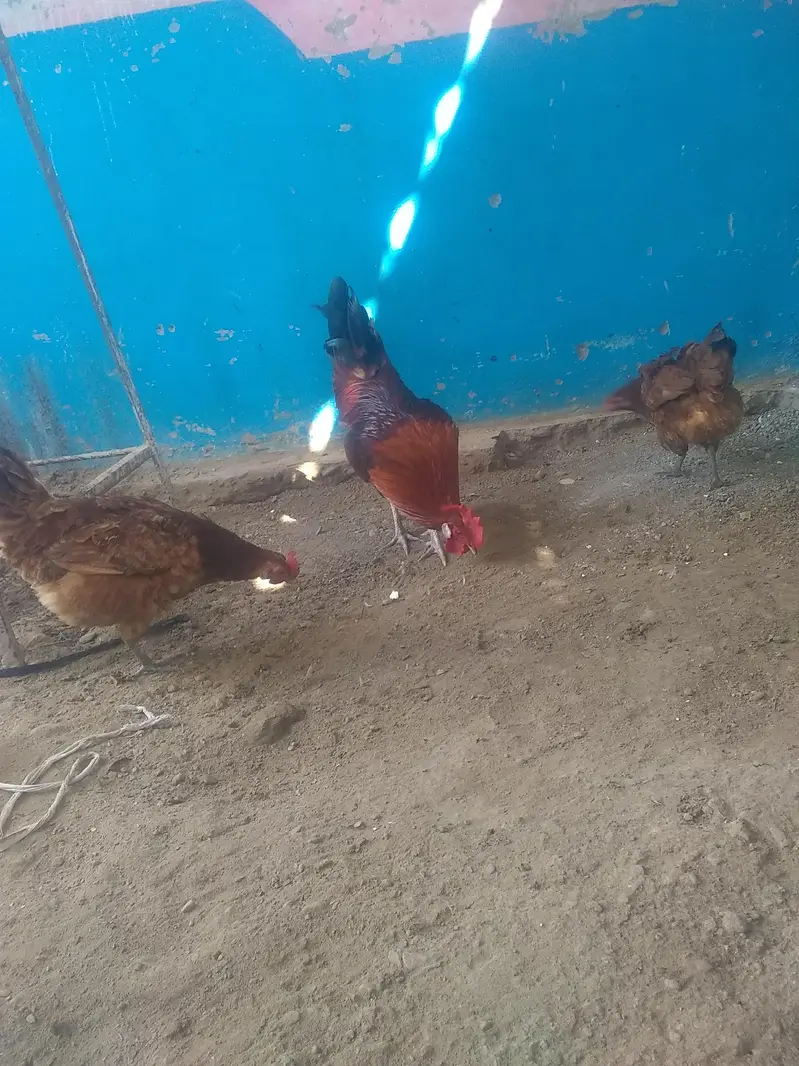 Hens 3 Pic — photo 6