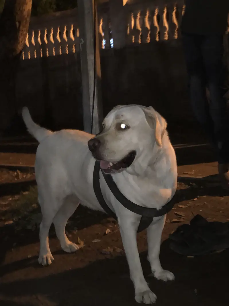 British Labrador urrgent sale — photo 4