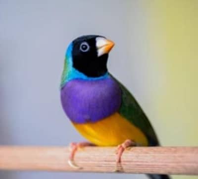 Green split Blue goldian  (only whatsapp call or sms)