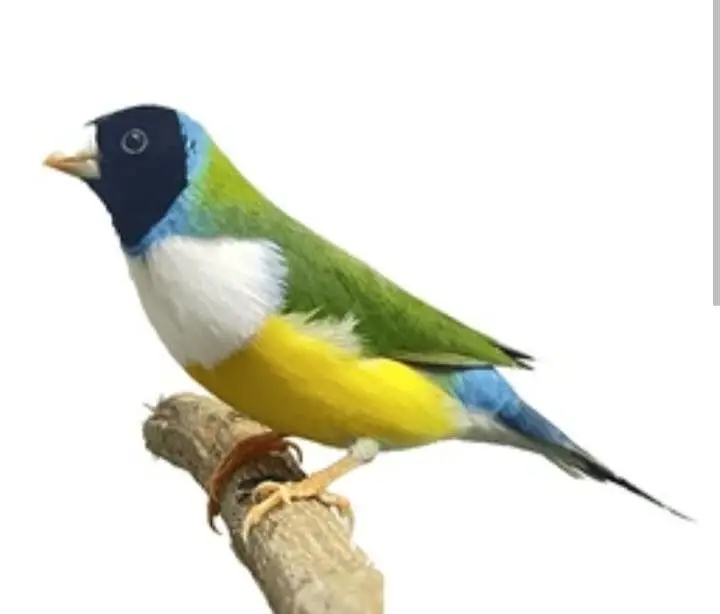 Green split Blue goldian  (only whatsapp call or sms) — photo 4