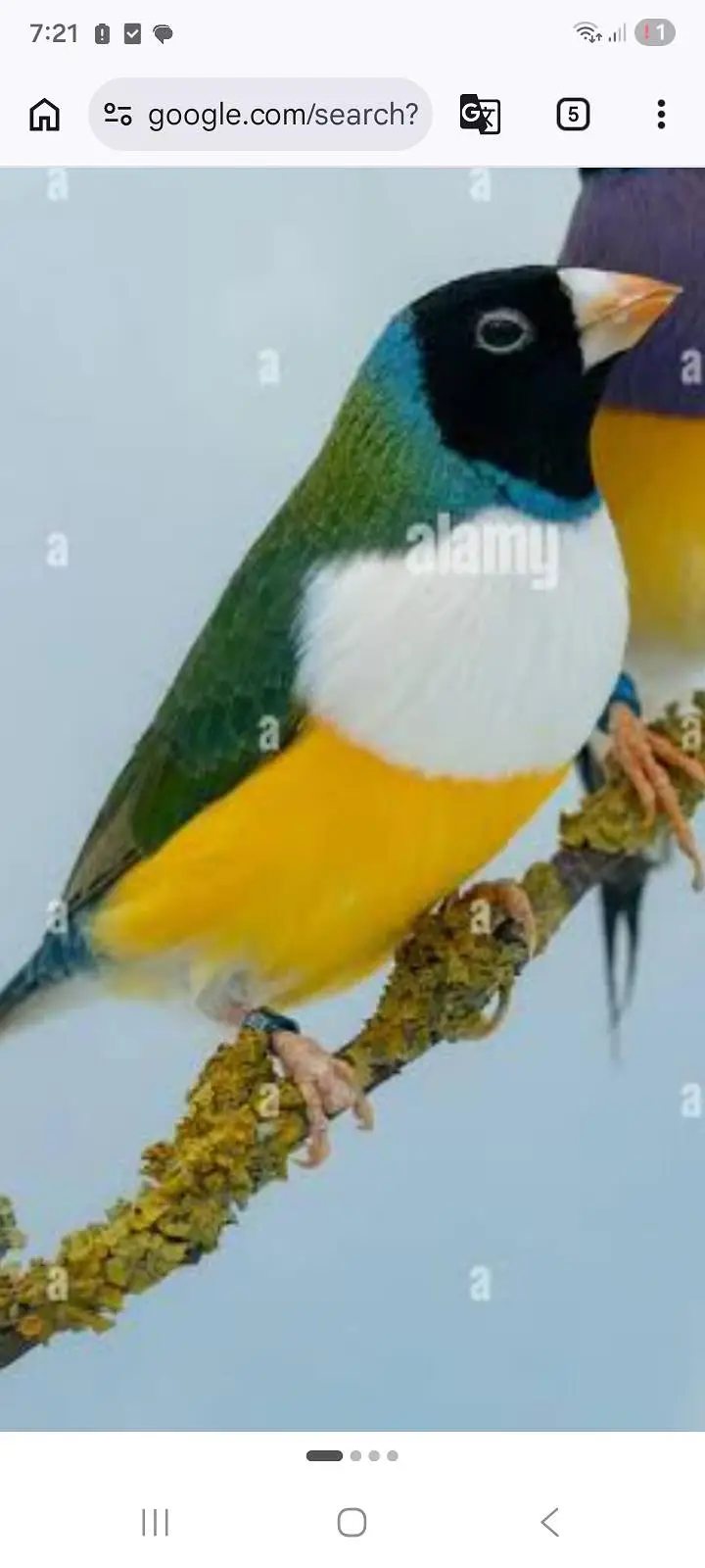 Green split Blue goldian  (only whatsapp call or sms) — photo 5