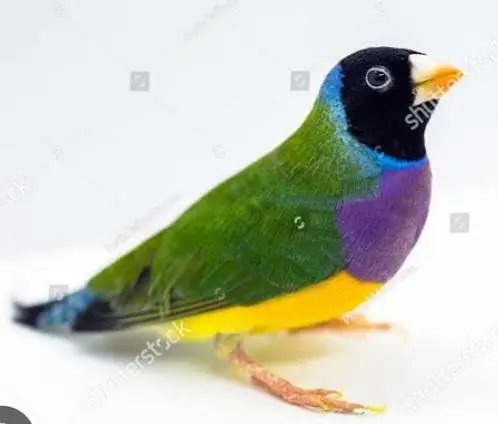 Green split Blue goldian  (only whatsapp call or sms) — photo 6