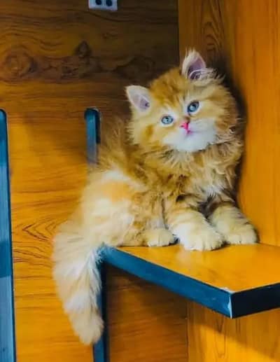 cash on deliveryparshion kitten cat male and female British