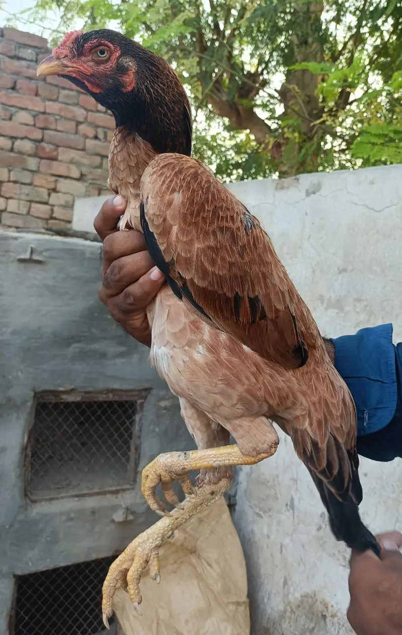 Aseel Murgi Whatsapp 0300-5656256 — photo 3